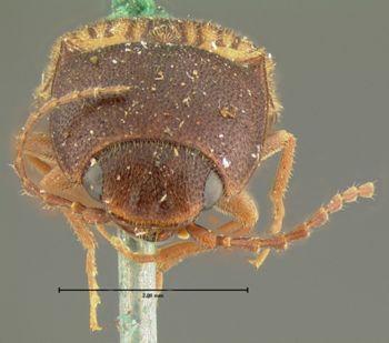 Media type: image;   Entomology 2549 Aspect: head frontal view